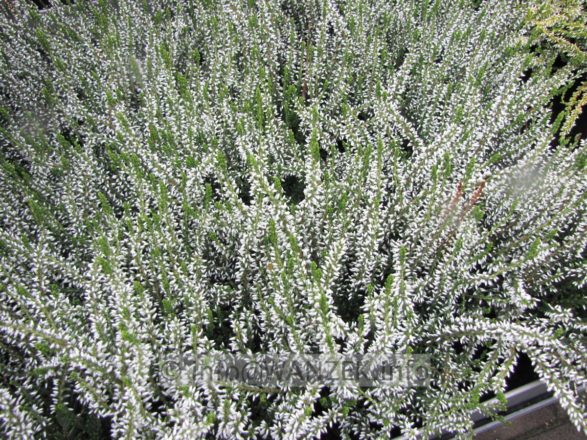 Calluna vulgaris Alicia.JPG